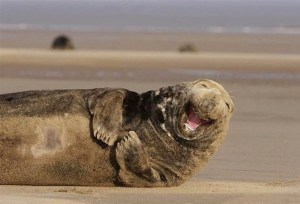 Laughing Walrus